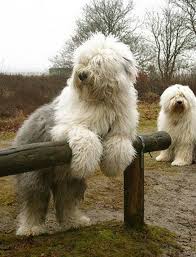 Big Shaggy Dogs Old English Sheepdog Cute Animals English Sheepdog