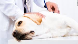 Normalmente la ivermectina se administra a los perros por diferentes formas como lo son, vía oral, uso tópico o por inyección 1 para que sirve la ivermectina. Todo Lo Que Debes Saber Sobre La Ivermectina Para Perros Oxitocina Magazine Revista De Mascotas En Panama