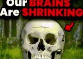 Our Brains Are Shrinking Meme | TikTok
