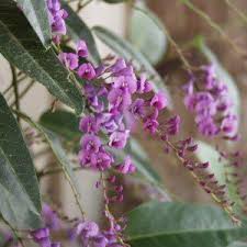 Image result for Hardenbergia