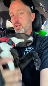 Critical dog in Beaumont, Texas needs assistance