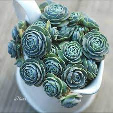Orostachys Boehmeri Makino Hara Chinese Dunce Cap Aplanter Planting Succulents Succulents Plants
