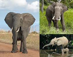 Слоны виды