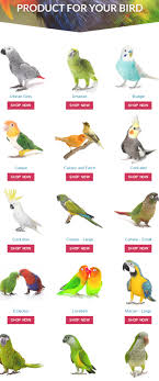 Big Birds You Can Have As Pets Find The Perfect Product For Your Pet Parrot By Shopping At Parrotessentials Using Our Shop By Bird Type Function In 2020 Pet Birds Pets Animal Study