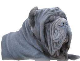 Matin de naples en france. Matin De Naples D Eudald Tarraconensis