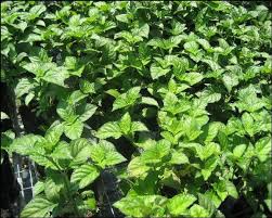 Check spelling or type a new query. Jual Tanaman Daun Nilam Emas Hijau Nan Wangi Di Lapak Desa Bunga Sidomulyo Bukalapak