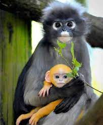 Dusky Leaf Monkey Holding Her Baby Cute Animals Animals Cute Baby Animals