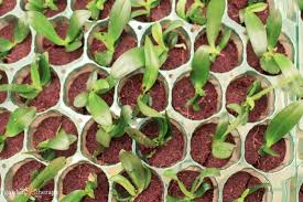 Image result for orchid cuttings