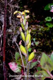 Image result for Zeuxine stammleri