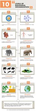 Levels Of Biological Organization Infographics Biology Worksheet Levels Of Organization Biology Subject And Predicate Worksheets