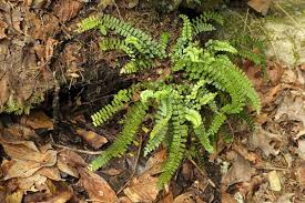 Image result for Stomatanthes sp.no.1