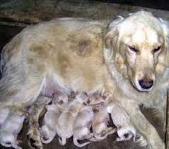 Golden Labrador Retriever Kopek Bakimi