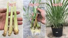 How to grow lemongrass from lemongrass bought at the supermarket ...
