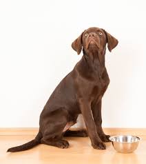 One of the biggest factors of their developmental cycle 5 of the best dry dog foods for large breed puppies. Best Large Breed Puppy Food Make The Right Choice