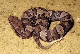 Kentucky Snake Identification Site Snake Pit Viper Kentucky