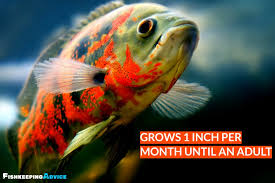 Their long oval body is usually found covered in vivid patterns with bright or bold coloration. The Ultimate Oscar Fish Care Guide 2021 Everything You Need To Know