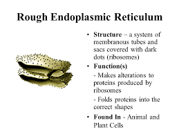 Maybe you would like to learn more about one of these? Their Structures And Functions Ppt Video Online Download