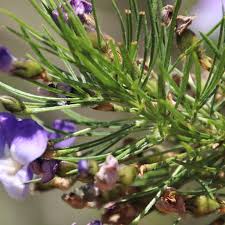 Image result for Psoralea arborea