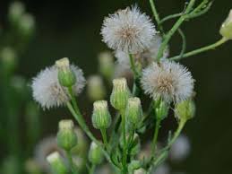 Image result for Erigeron bonariensis