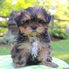 It is an exclusively european breed, because it was created by the england breeders since the first shih tzu dogs appeared in this country. Shorkie Puppies For Sale Greenfield Puppies