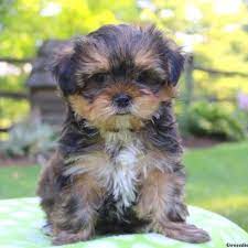 Teacup yorkie puppies for sale near me. Shorkie Puppies For Sale Greenfield Puppies