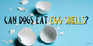 Eggshell calcium is an easy, cheap way to get extra calcium into your. Can Dogs Eat Eggshells Don T Miss This Great Calcium Source
