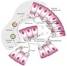 It can infect your bowels (intestines) and cause cryptosporidiosis. Life Cycle Of Cryptosporidium In Farm Animals Smith Et Al 2007 Download Scientific Diagram