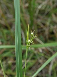 Image result for Scleria mikawana