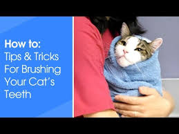 Check spelling or type a new query. Toothbrushing For Cats Youtube