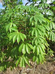 Start studying tongan lesson 5. Roots Crops Of Tonga Tonga Time