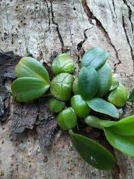 Image result for Bulbophyllum elliotii