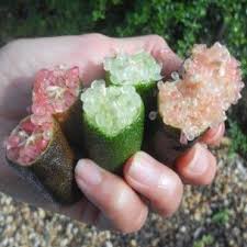 Microcitrus Australasica Citron Caviar Agrume Rare Plant Citron Caviar Caviar Agrumes