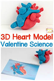 How To Make A 3d Heart Model Science Activities For Kids Science For Kids Science Experiments Kids