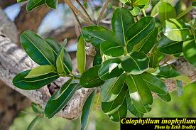 Image result for Calophyllum inophyllum
