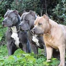 fotograf pitbull kopek hayvanlar