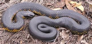 Hasil gambar untuk tiger snake