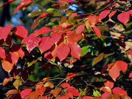 Image result for Maprounea