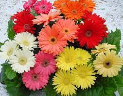 Early Flowering Gerbera Jamesonii Mega Revolution Series Gerbera Daisy Is A Ravishing Mix Of Upright Perennials Fo Gerbera Jamesonii Gerbera Gerber Daisies