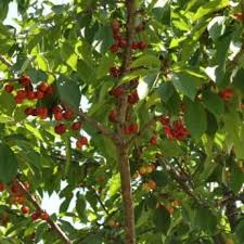 Cherry trees will fruit when they become old enough to blossom freely. Sweet Cherry Trees From Stark Bro S Sweet Cherry Trees For Sale Cherry Tree Sweet Cherries Fruit Trees