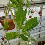 Image result for Cyphostemma lanigerum