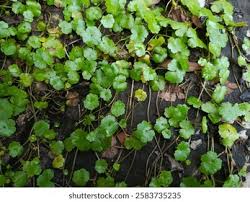 Image result for Hydrocotyle ranunculoides