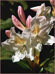 Pin By Ma Elvira Forero On Flores Flowers Pretty Flowers Beautiful Flowers