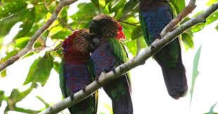 Vent Tours Brazil Alta Floresta S Cristalino Jungle Lodge The Wonderful Cristalino Jungle Lodge Is One Of The Best Kept Secrets Of Amazo Parrot Bird Pionus