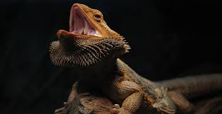 Check out this fantastic collection of 1920x1080 hd dragon wallpapers, with 57 1920x1080 hd dragon background images for your desktop, phone or tablet. Bearded Dragon Wallpapers Group 73