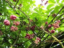 Fingerblattrige Klettergurke Schokoladenwein Akebie Akebia Quinata Baumschule Horstmann In 2020 Schokoladen Wein Baumschule Horstmann Schokoladenwein