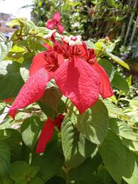 Image result for Mussaenda rivularis