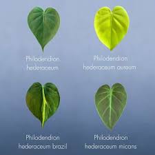 Beru On Instagram The Hearts Philodendron Hederacum Aka Heartleaf Philodendron Varieties Working On The Philodendron Hederaceum Care Tip Link In Bio Di 2020