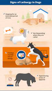Lethargy In Dogs Identifying Possible Causes Canna Pet