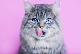 These names include spices, drinks, and all types of delicious food items. 100 Food Names For Cats You Ll Eat Right Up Great Pet Care