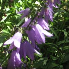 Watch the video explanation about perennial flower identification guide online, article, story, explanation, suggestion, youtube. Get Perennial Garden Plant Identification Images Garden Plants